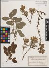 Foto von Salix caprea L. x Salix silesiaca Willd.